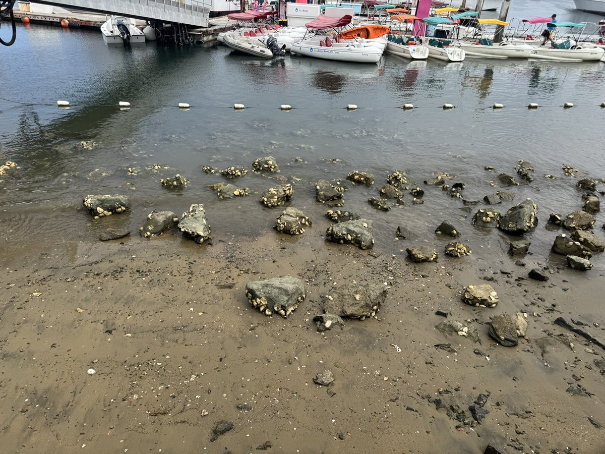 Val Kolesnitchenko, MD tweet media