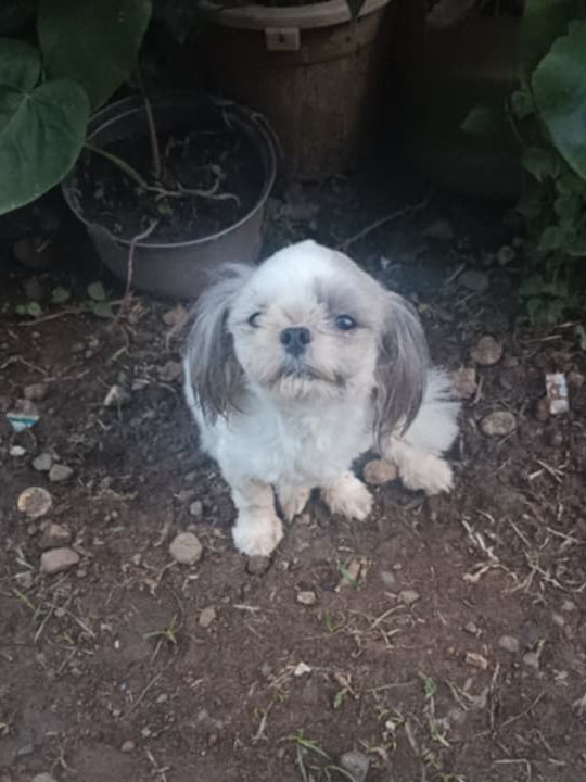 Teacups Family tweet media