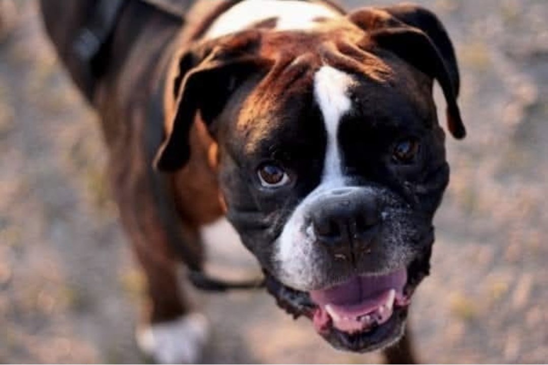 robvsnature tweet media