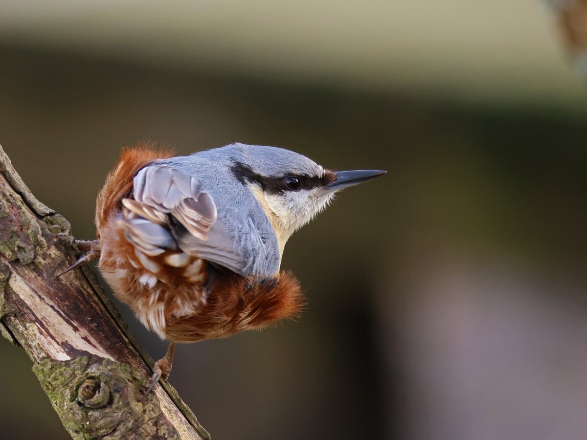 Brian E.Carruthers tweet media