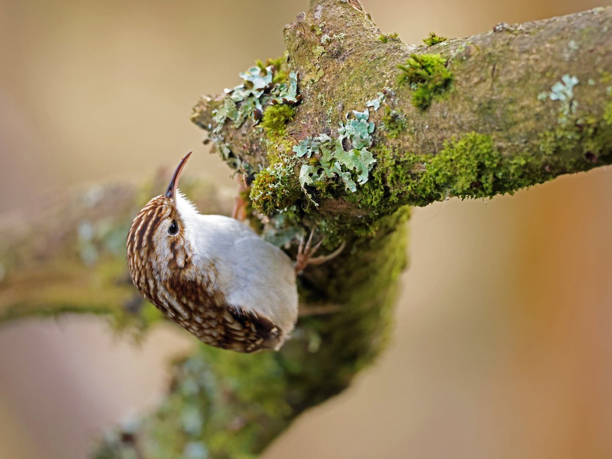 Brian E.Carruthers tweet media