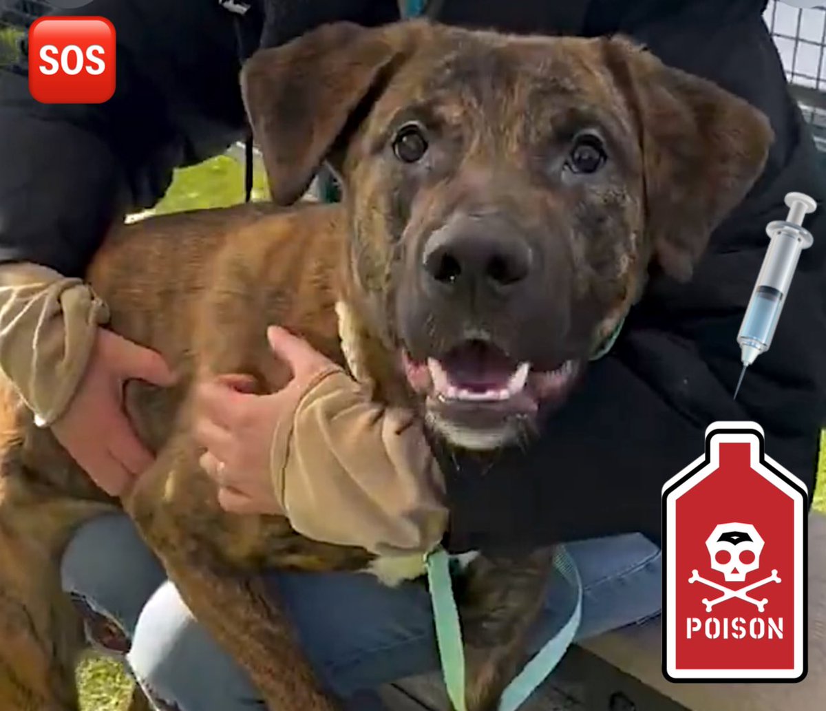 Malimum17's tweet photo. NYC 💩 daily scandal. Let it sink in:
Kill command given for a 10 months old puppy‼️Sweet Ricky can die in the moment you read this. His life didn’t even start. DM @notthesameone2 right away if you can save him! 
Id 247063, 63 lbs., Neutered, Queens ACC https://t.co/UvbOxJ7n0s