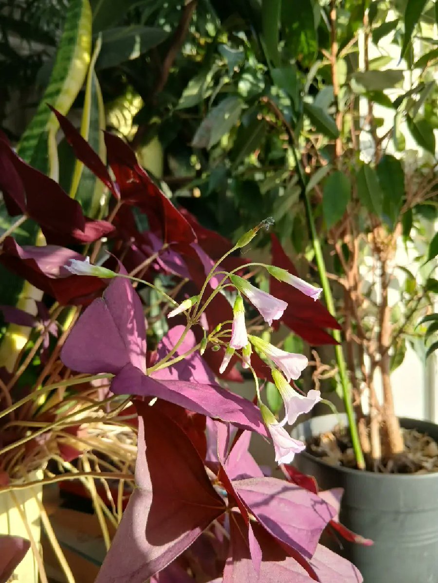 RustyBertrand tweet media