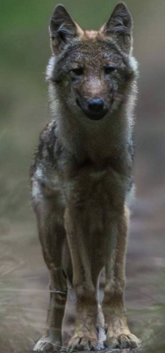 Toon Scheel tweet media