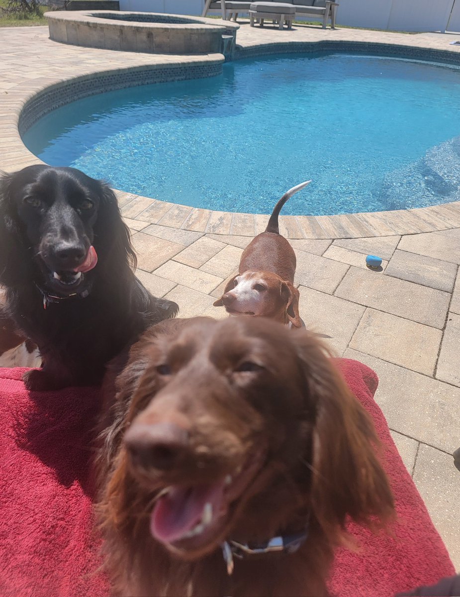 Oh, I touched a nerve today with the liberal trans community. Their comments are off the chain. Meanwhile, I'm debating on swimming, but the water is freezing. Or watching Dune 2 again. 

Decisions Decisions. 

My dogs want a bite of my low-carb burger. Can you tell? I love