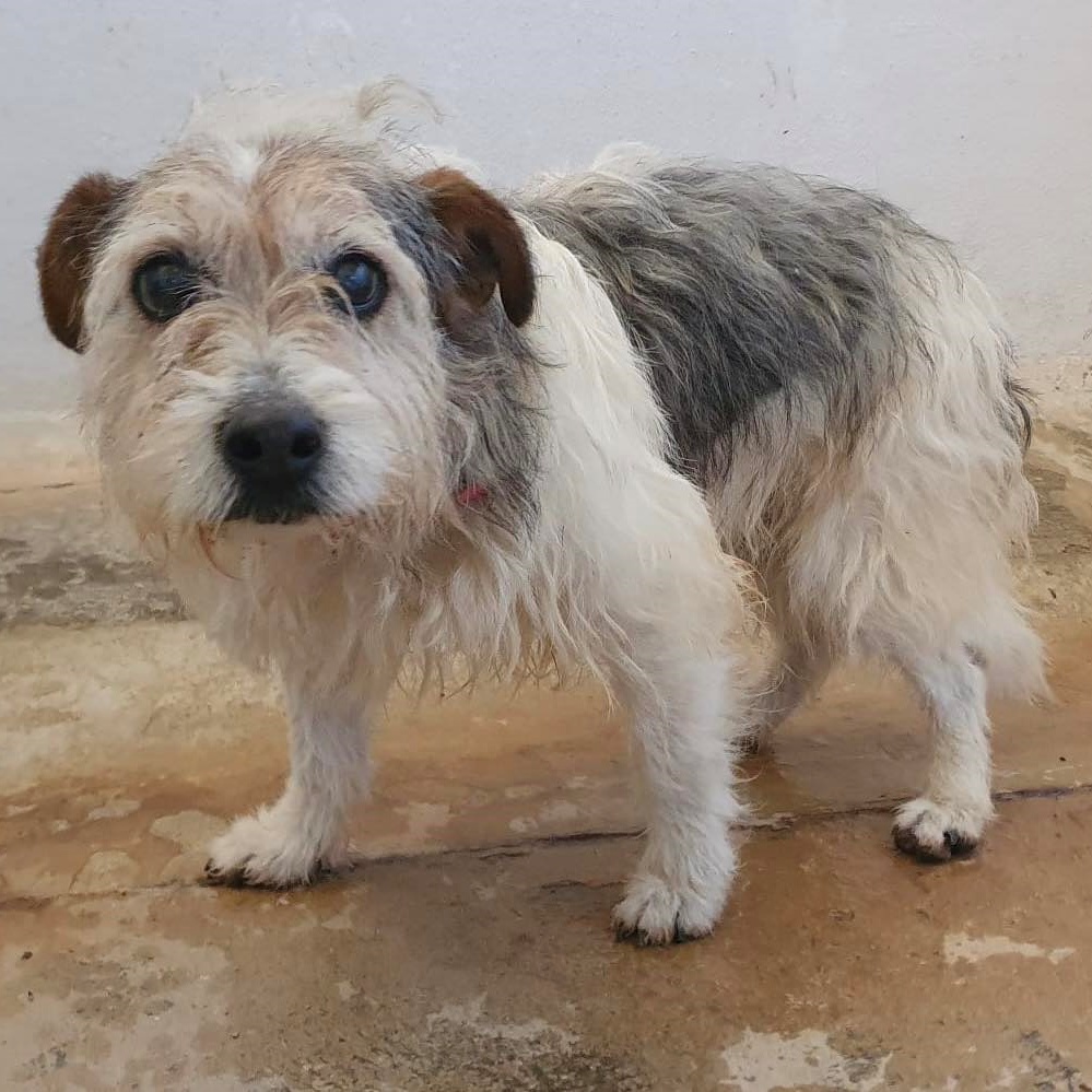 SOS Abuelos tweet media