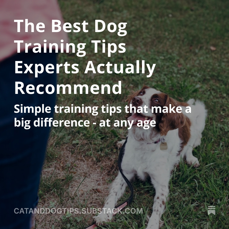 CatsAndDogsTips's tweet image. Simple training tips that make a big difference — for dogs of any age #Dogs #DogTraining #Doglovers #Dogslover medium.com/@CatsAndDogsTi…