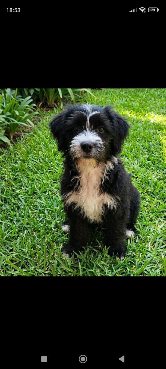 NUEVA VIDA ADOPCIONES tweet media