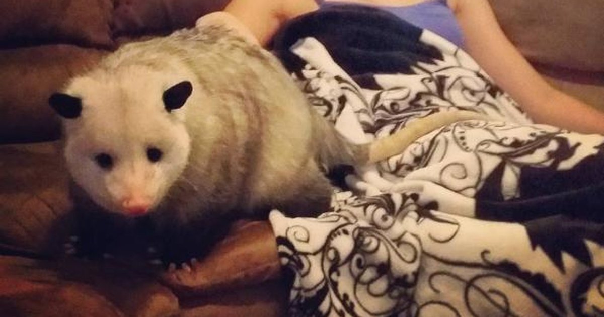 Possumeveryhour.io tweet media