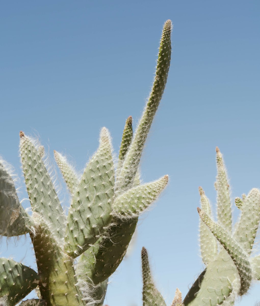 Joshua Tree Coffee tweet media