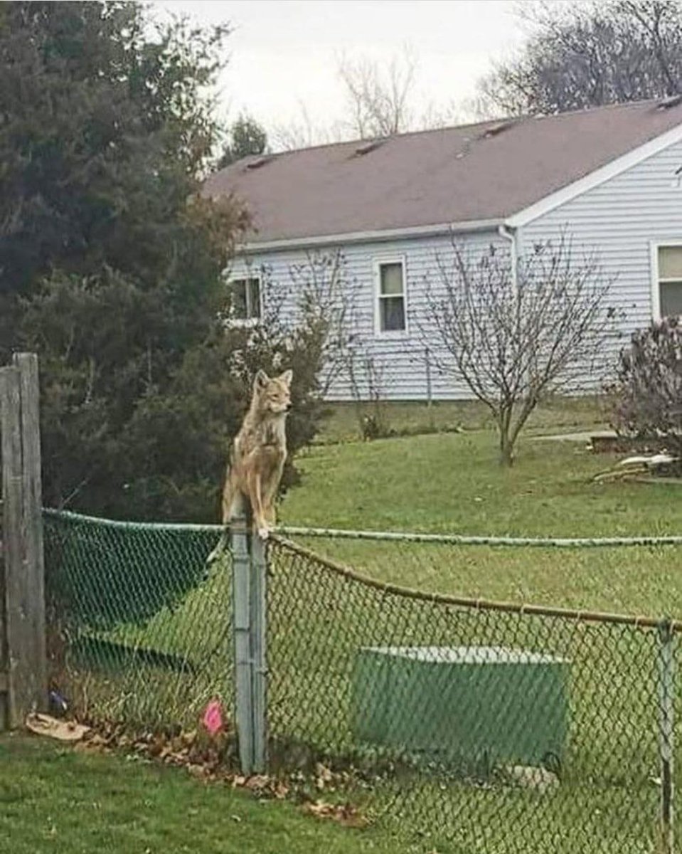 OnlyYotes tweet media