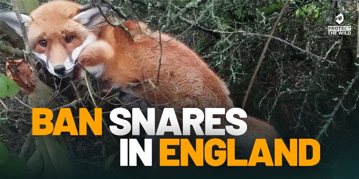 Protect the Wild tweet media