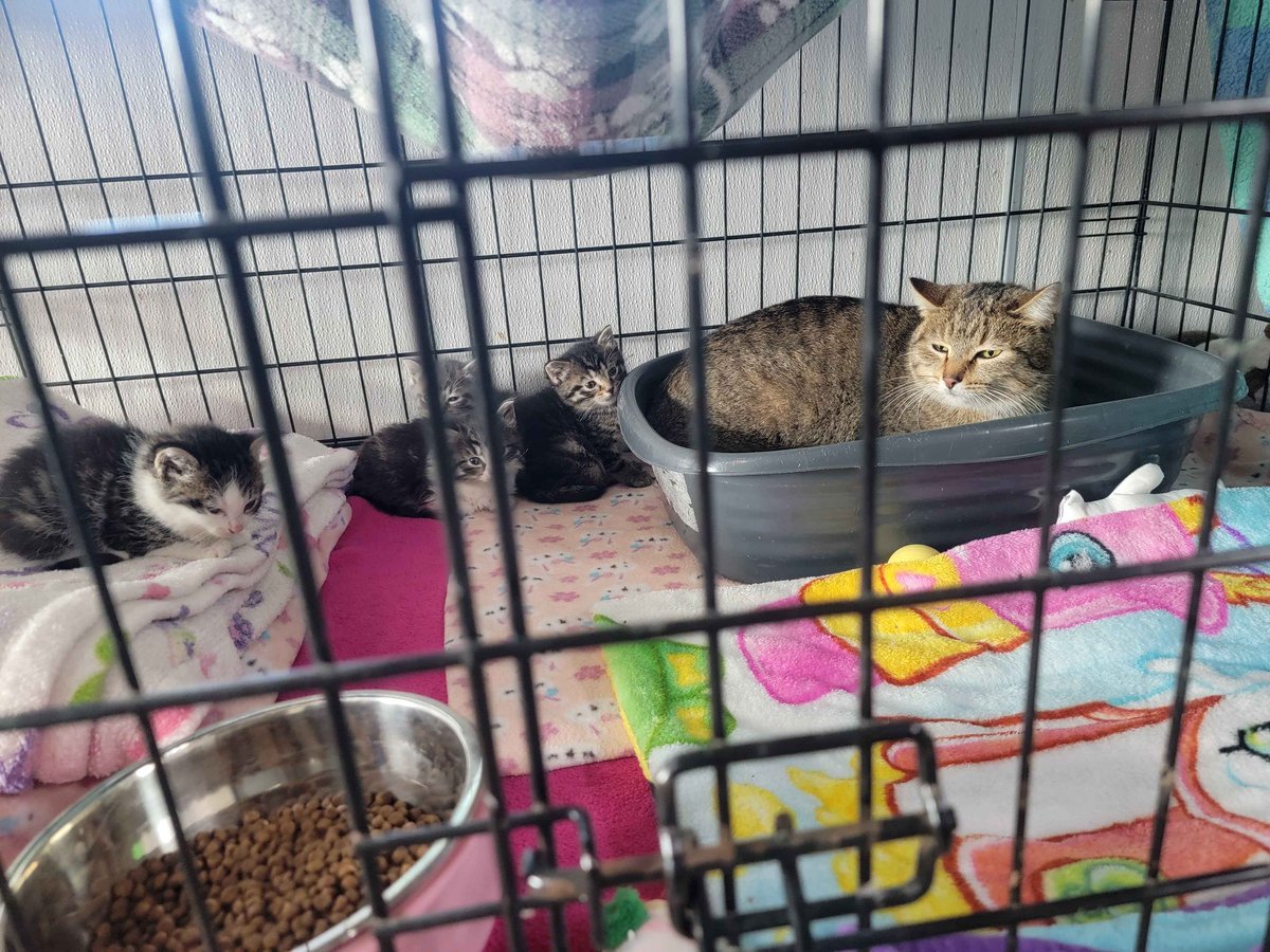 fat navi bitch tweet media