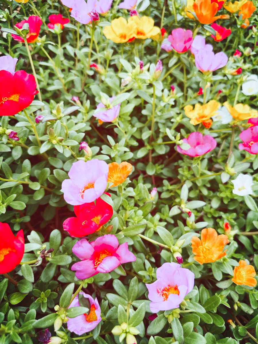 まどぅ(⍢) tweet media