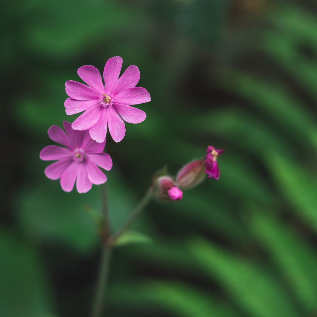 Verdecora tweet media