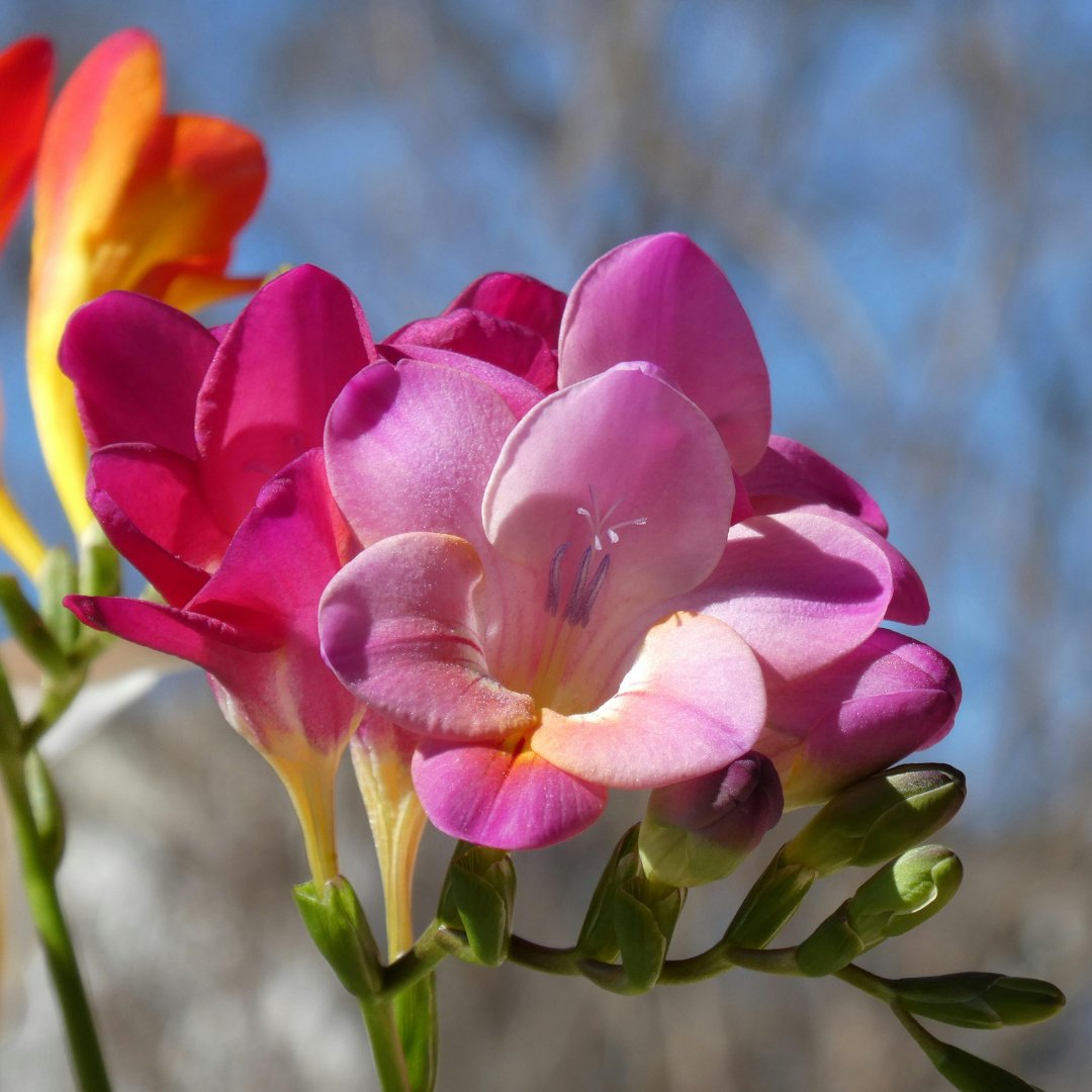 Verdecora tweet media