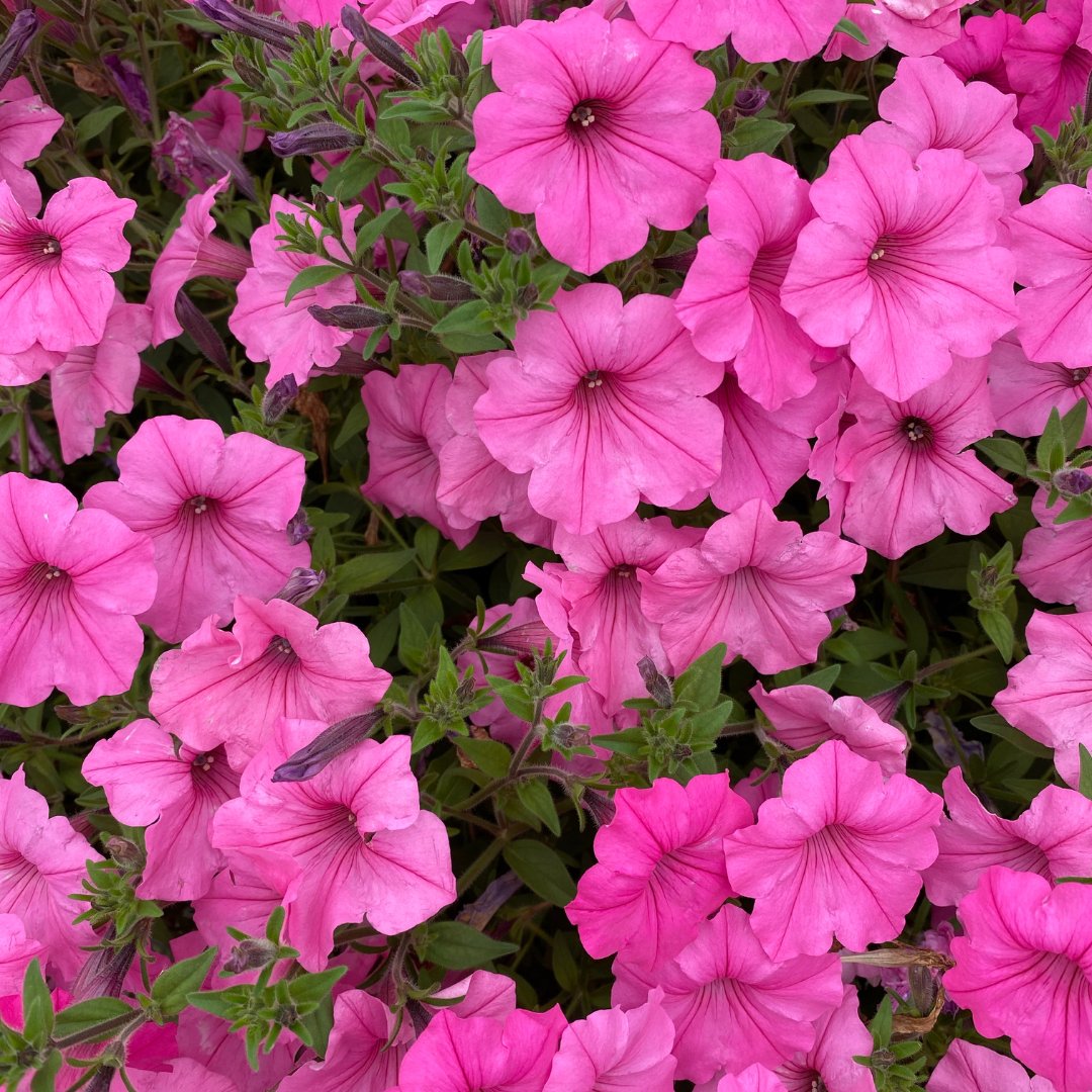 Verdecora tweet media