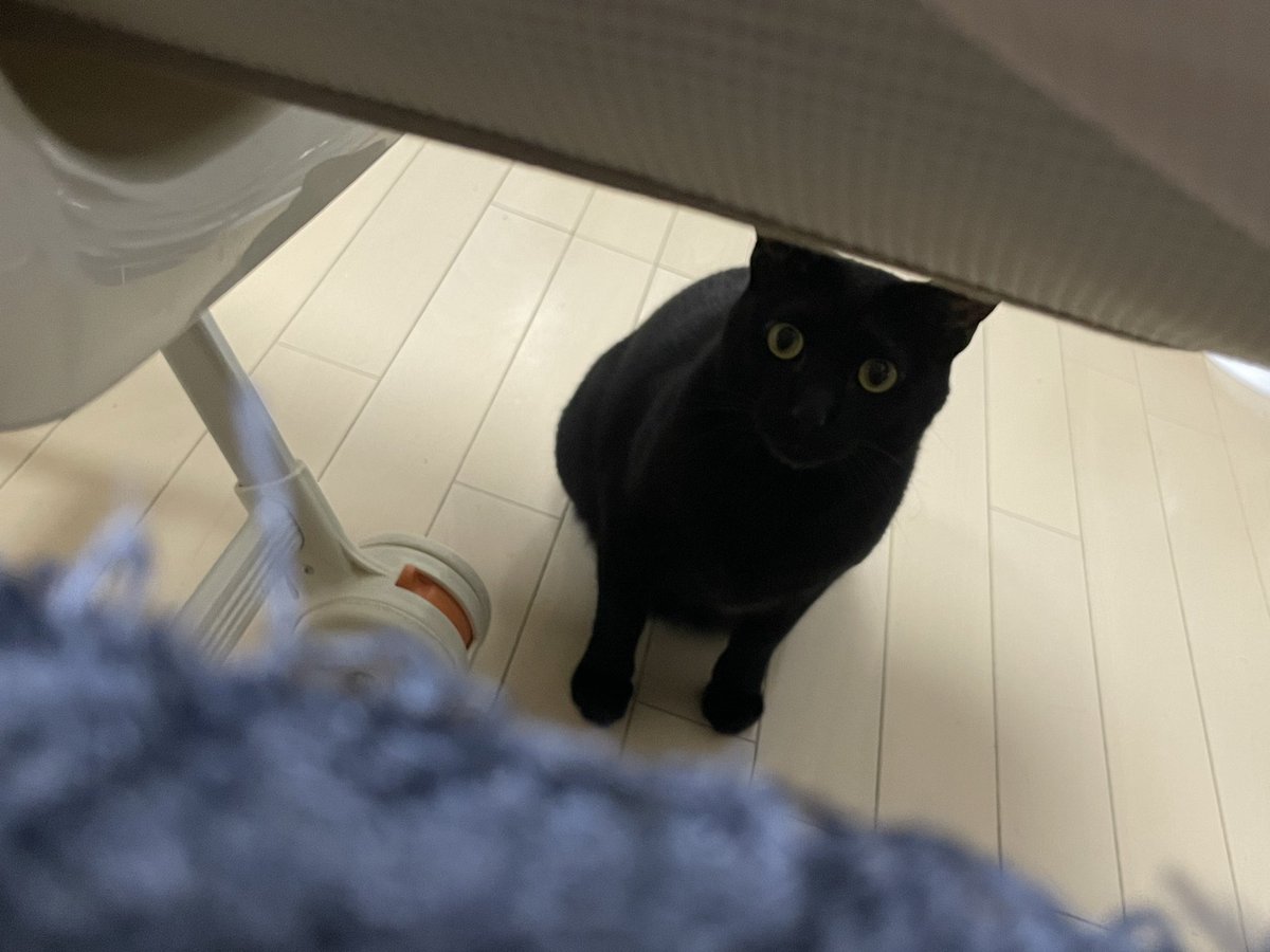 anyuhouse's tweet photo. 赤ちゃんにはまだ慣れず、
下から様子を 笑笑

 #猫 
 #猫のいる生活 
 #猫のいる暮らし https://t.co/1aC8DA3Rjs