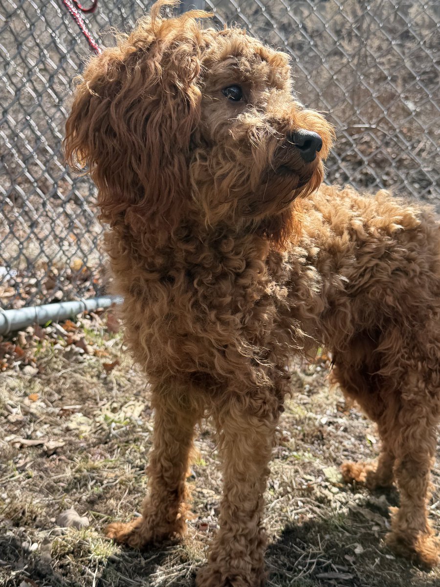 Framingham Police tweet media