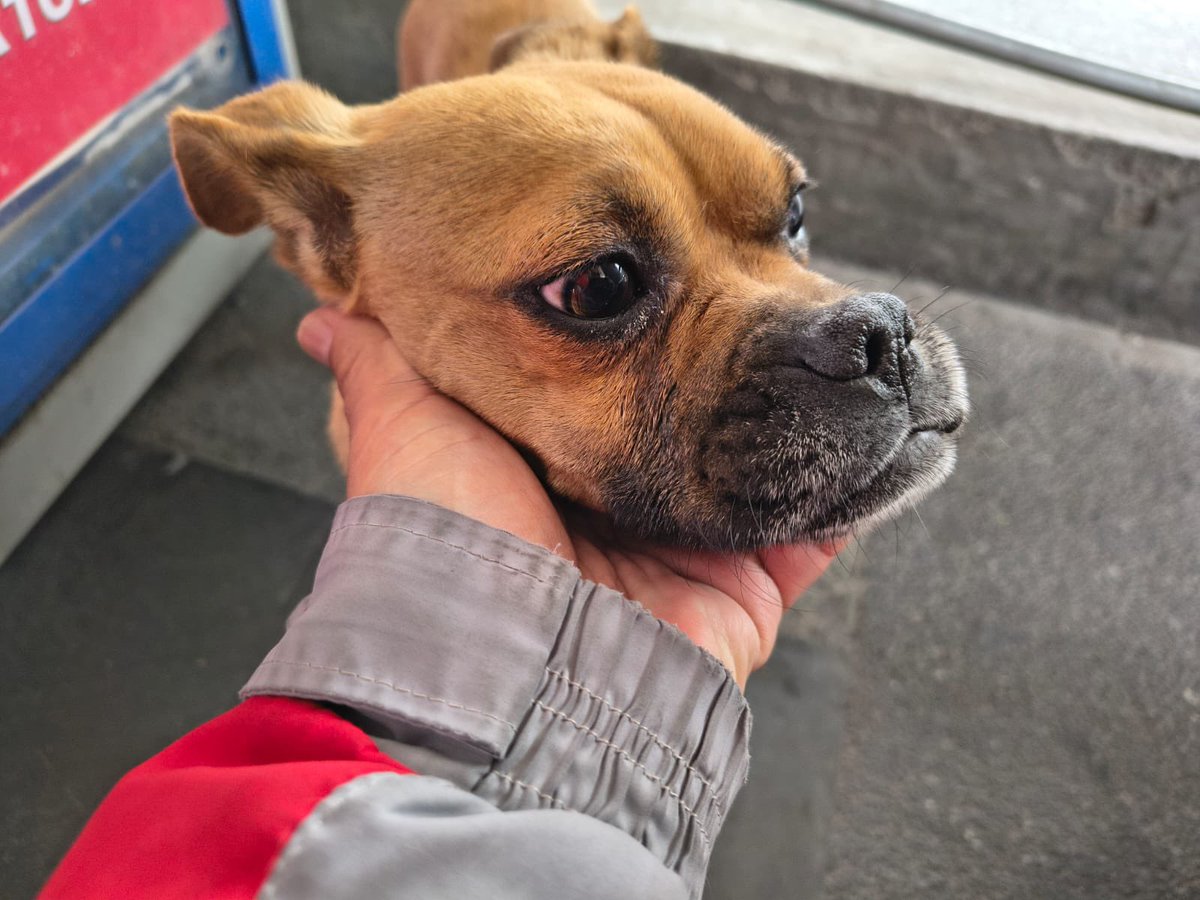 TransMilenio tweet media