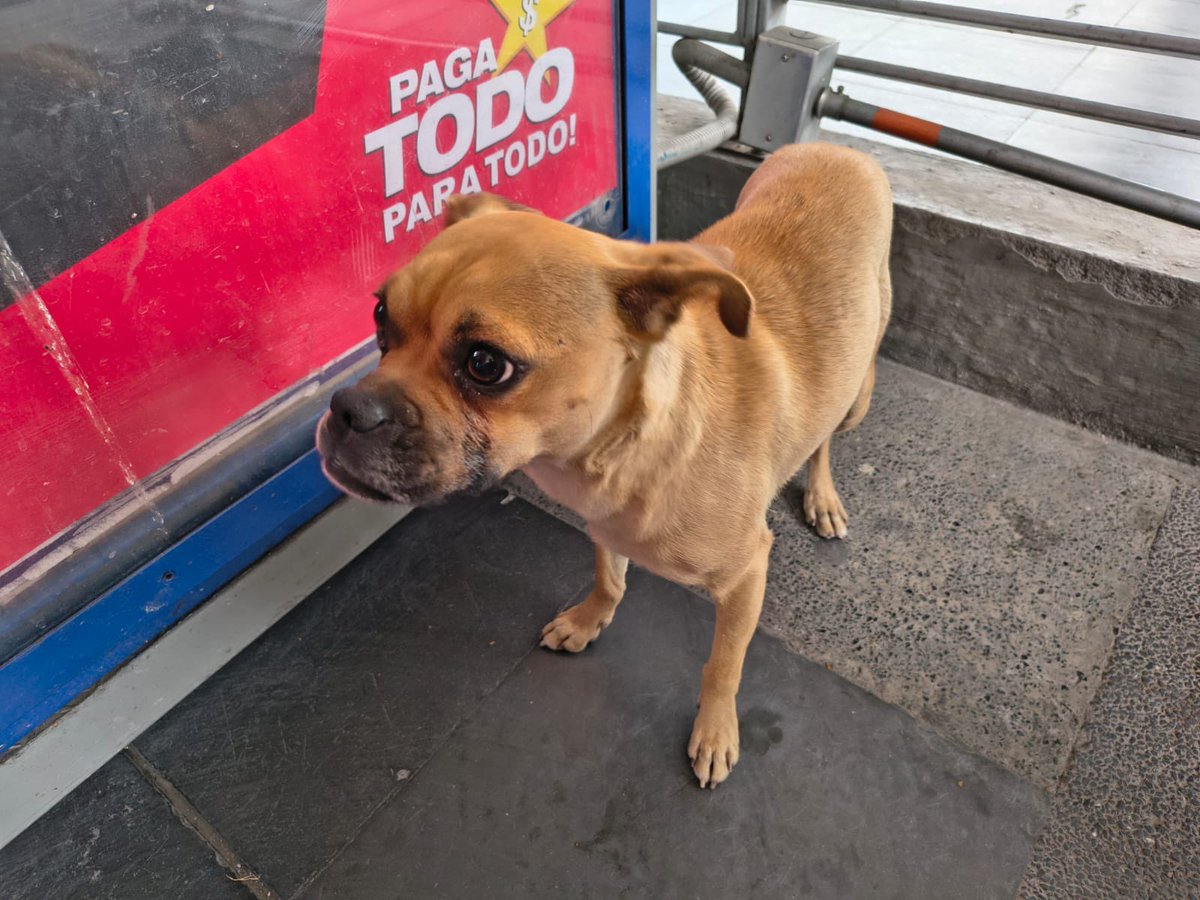 TransMilenio tweet media