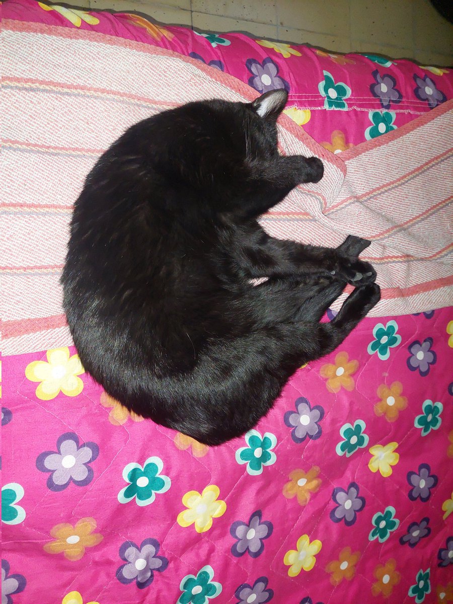 Felicia Hardy-Hanma tweet media