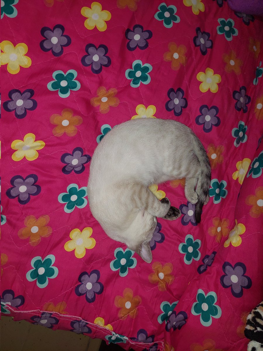 Felicia Hardy-Hanma tweet media