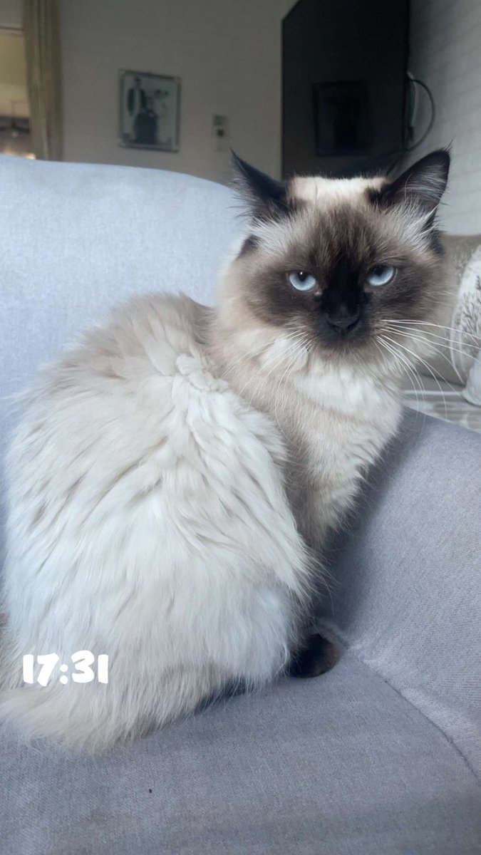 chax’s shitpost tweet media