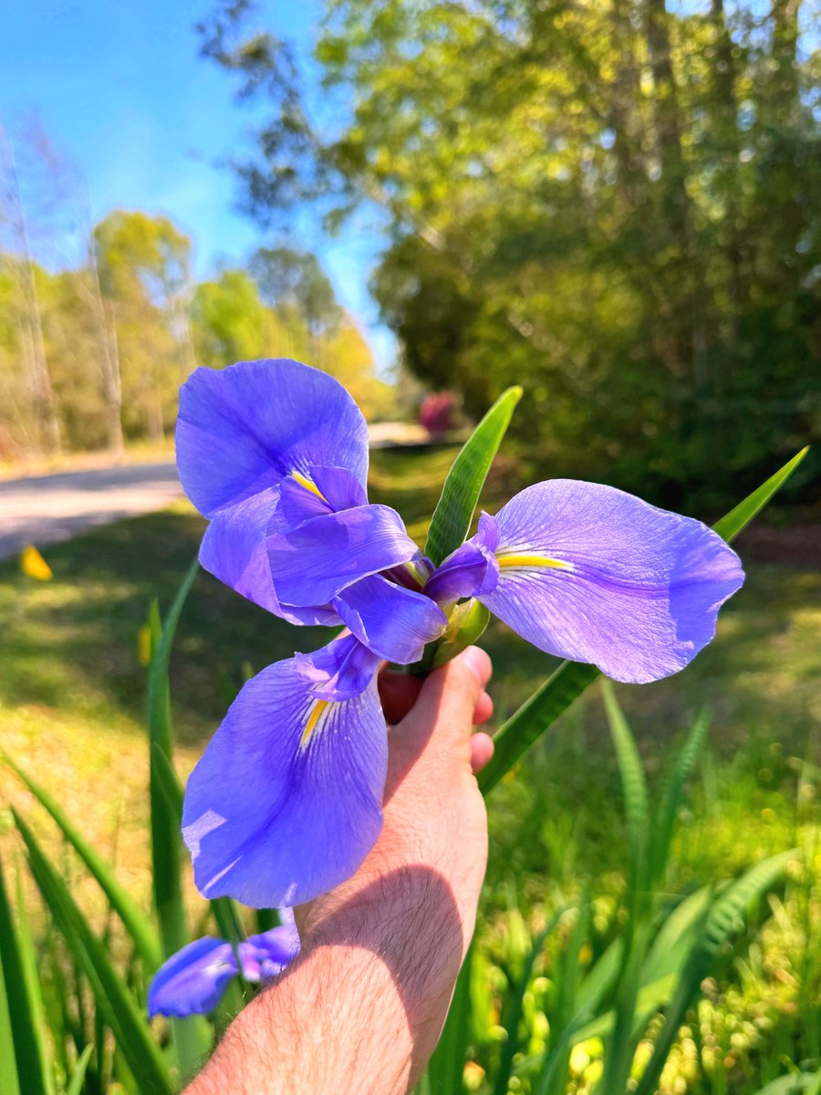 David Nola tweet media