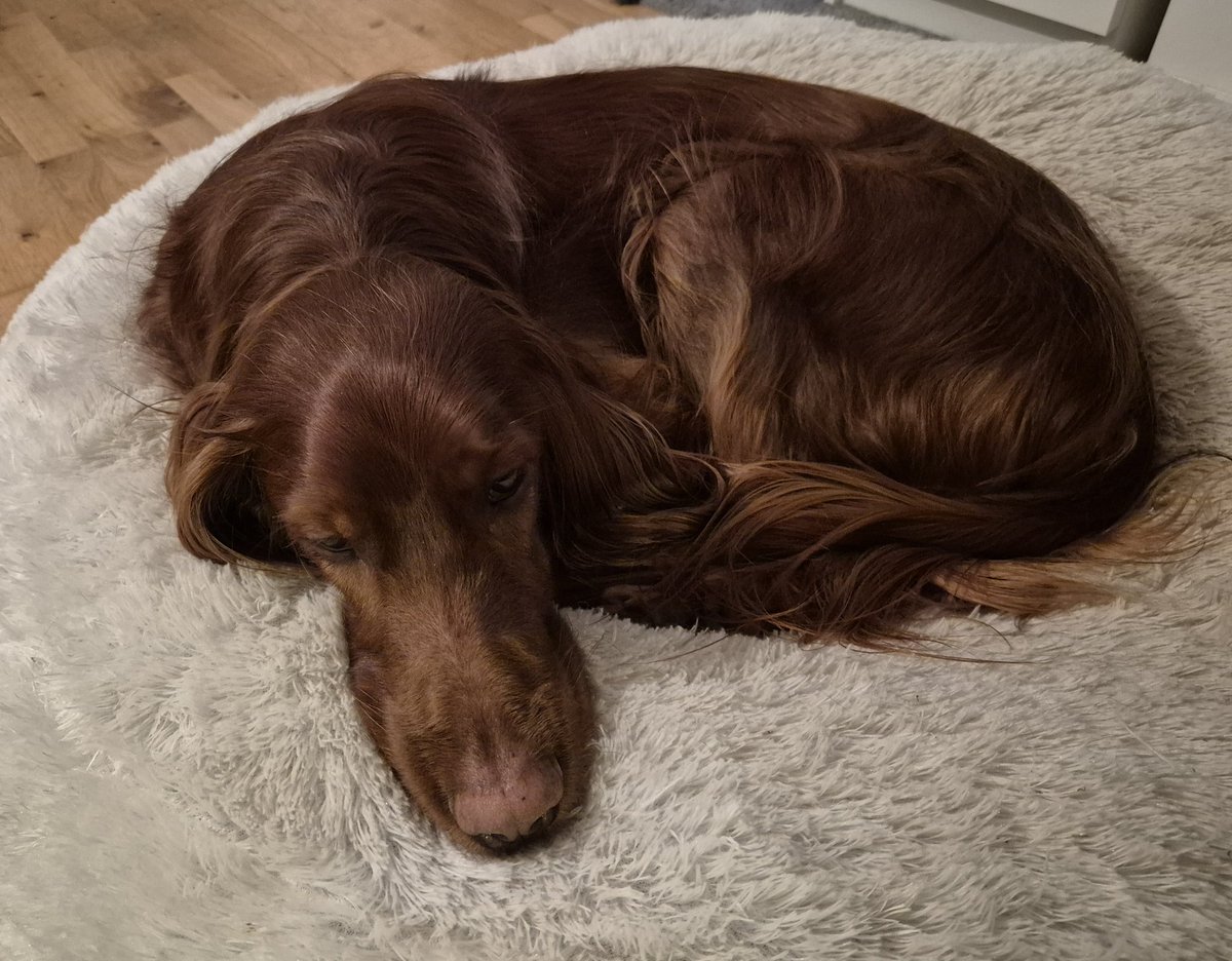 Frechdachs Casey 🐶😏 und 🐕 im ❤ tweet media