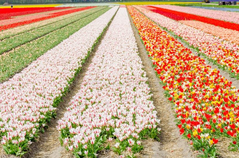 🌸🌷D'autres informations très intéressantes sur les 🌷 leur histoire, certaines sont parfumées...les Pays-Bas toujours le 1er producteur mondial  🌸🩷

jardinsdefrance.org/la-tulipe-au-f…

x.com/i/grok/share/0…

(Images libres de droit d'auteur fournies par l'IA Grok)

#tulipe #tulipes