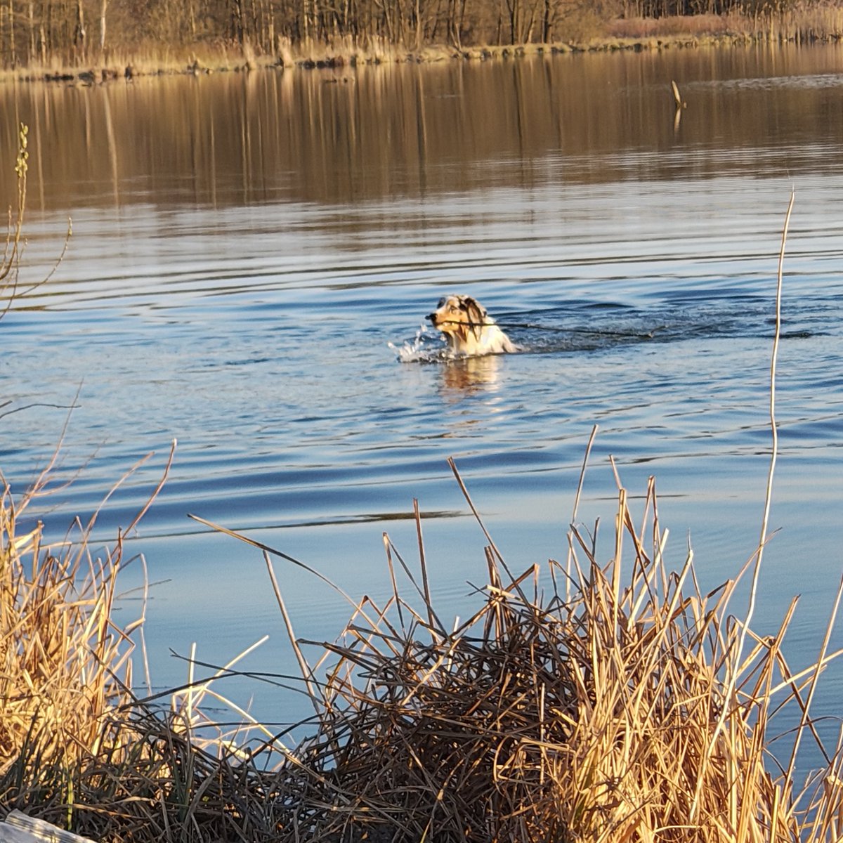 Kurwa Szkielet tweet media