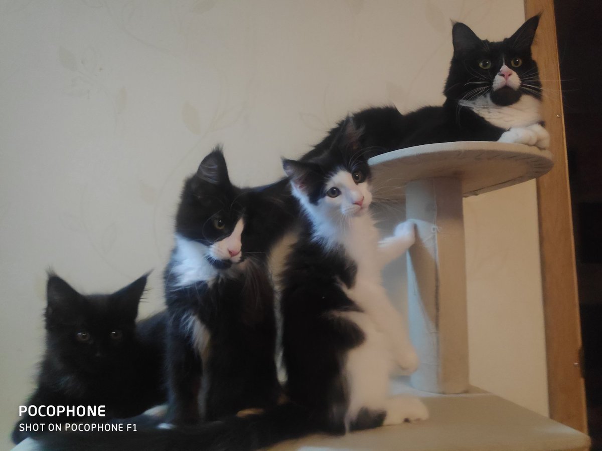 Тень кота tweet media