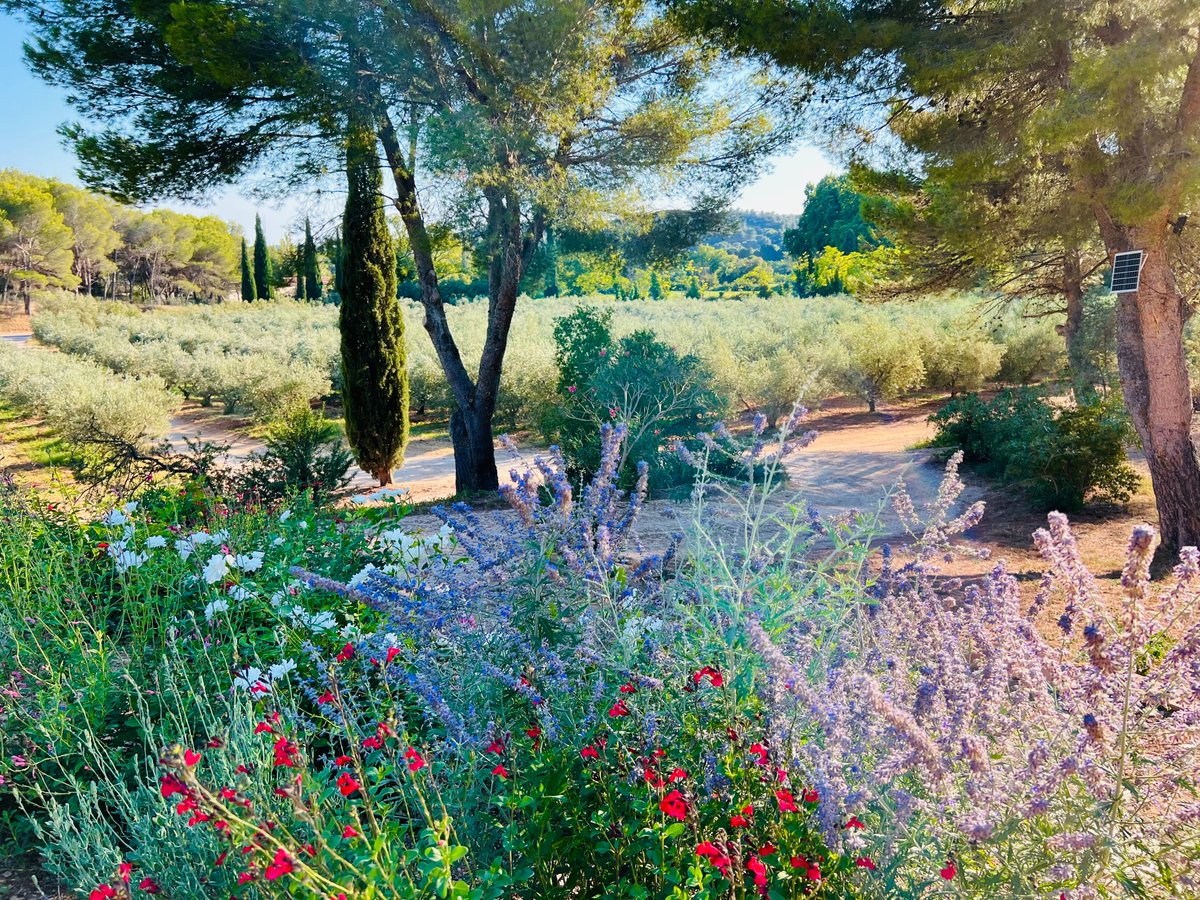 tatiana f salomon tweet media