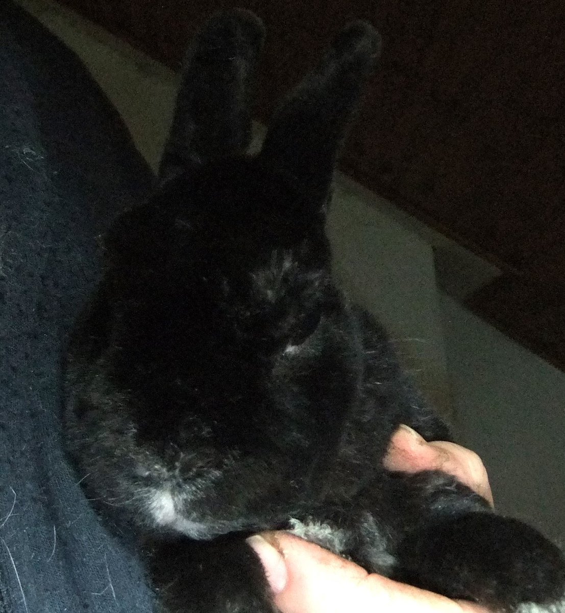 The Tranquil Rabbit Sanctuary. tweet media