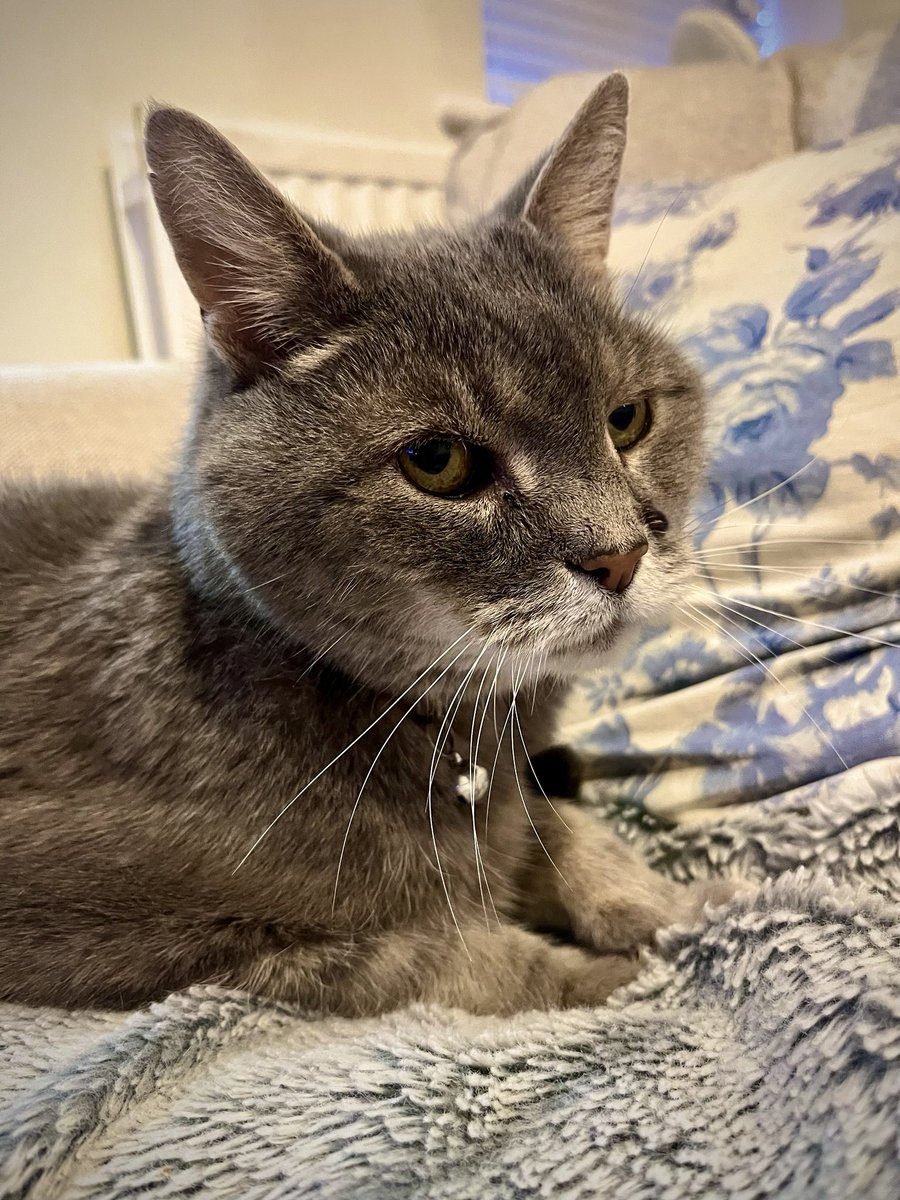 Malcolm & Baby Dog tweet media