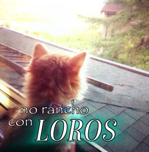 𝖗𝖆𝖒𝖎_ tweet media