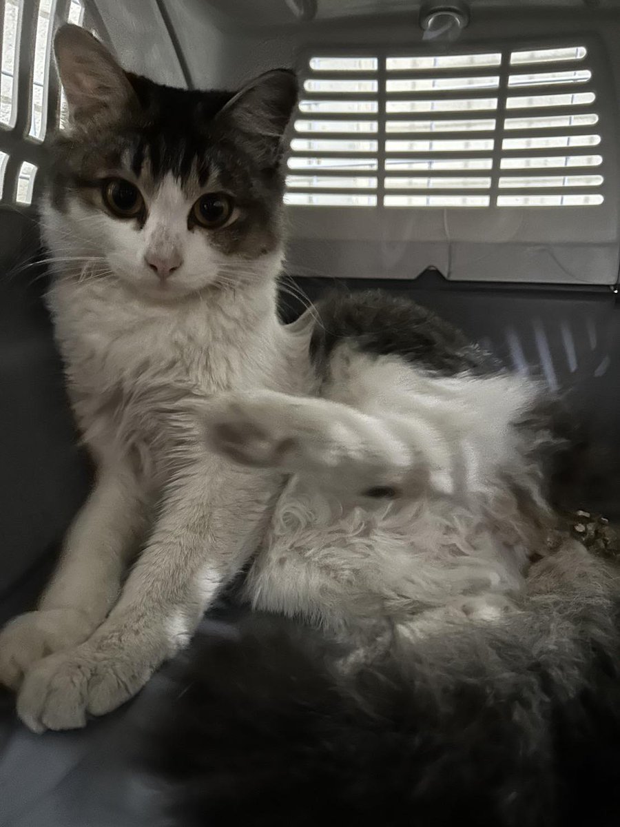 รักหมาจัง🐾 tweet media