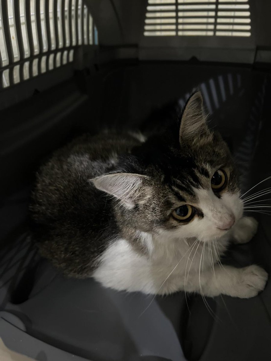 รักหมาจัง🐾 tweet media