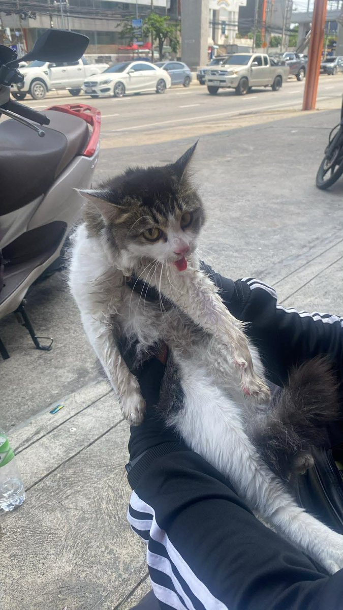 รักหมาจัง🐾 tweet media