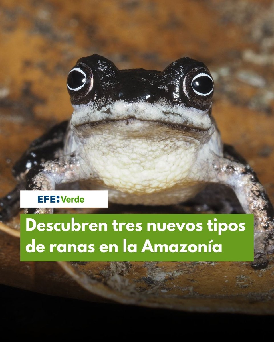 EFEverde tweet media