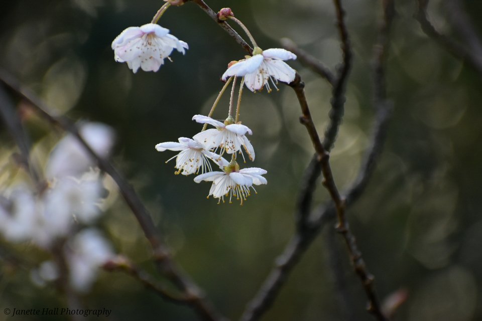 Janette Hall86 tweet media