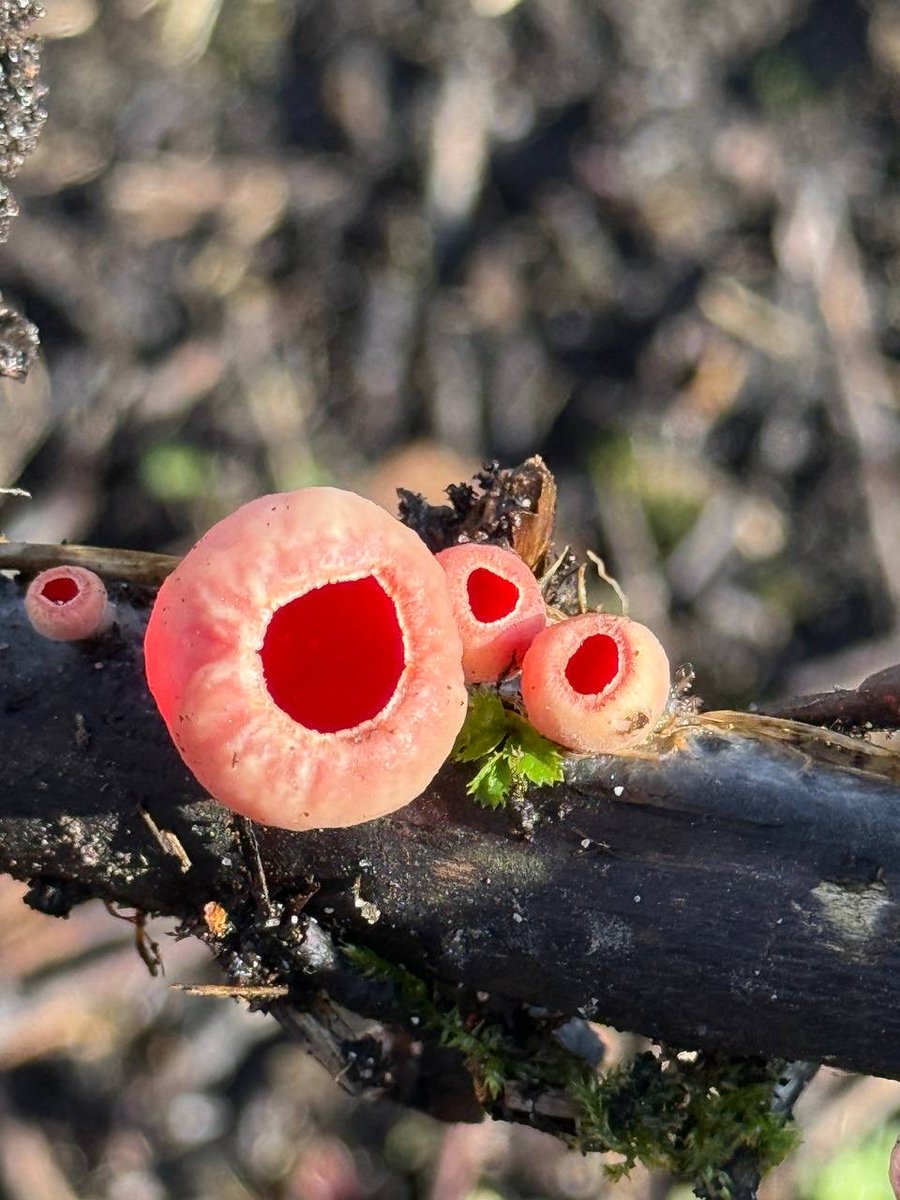 Чумной доктор tweet media