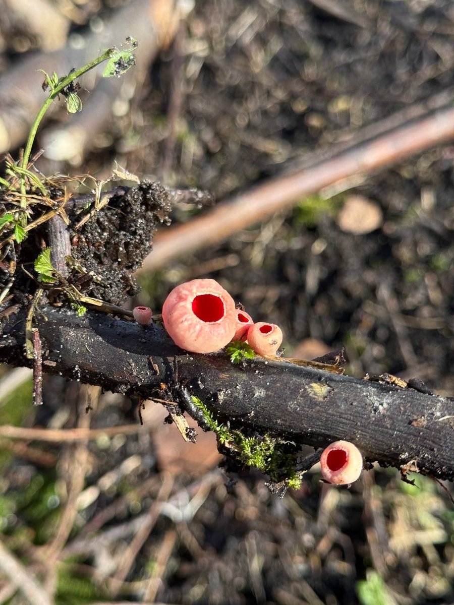 Чумной доктор tweet media