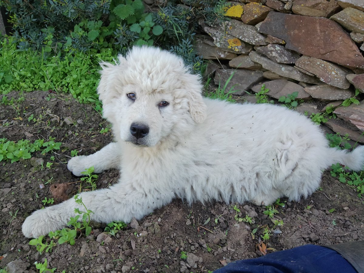 Assar Contini tweet media