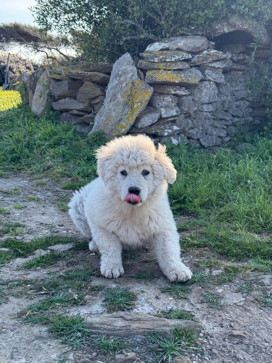 Assar Contini tweet media