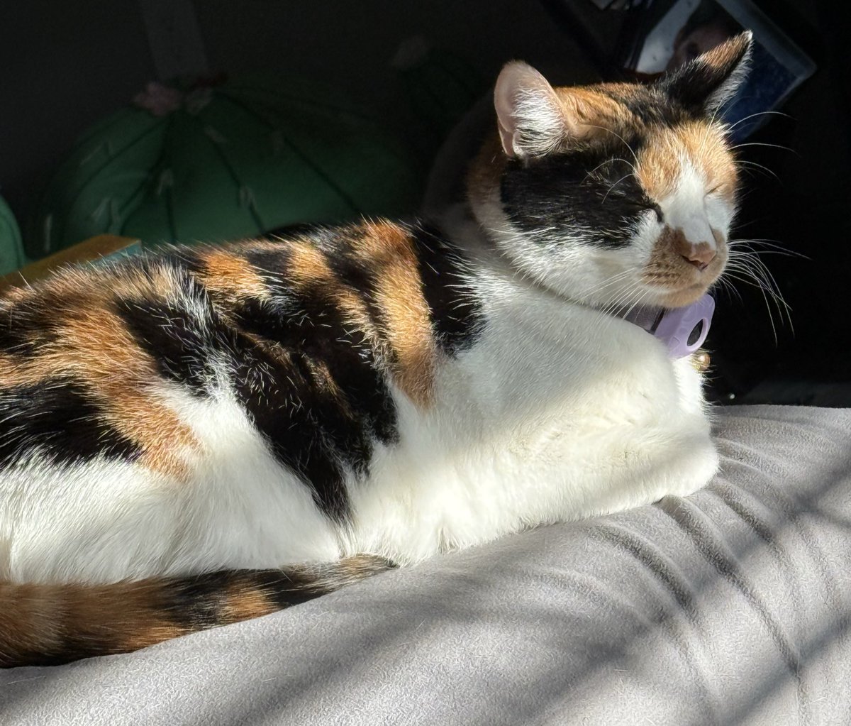 Beaniiz 🍮🦇Slime Bat Vtuber tweet media