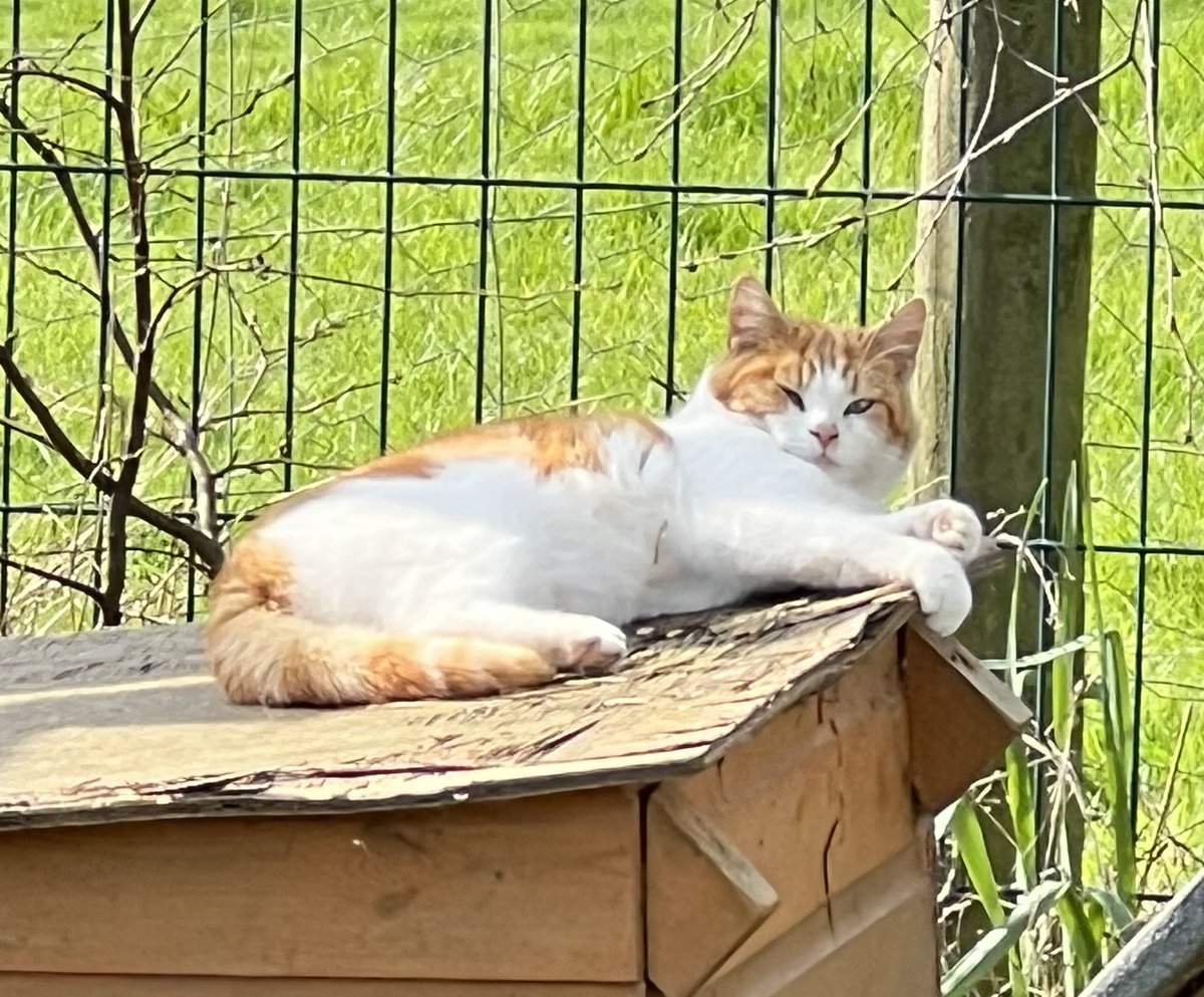 New Start Cat Rescue🐾💜🐾 tweet media