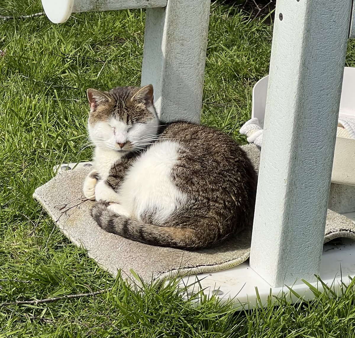 New Start Cat Rescue🐾💜🐾 tweet media