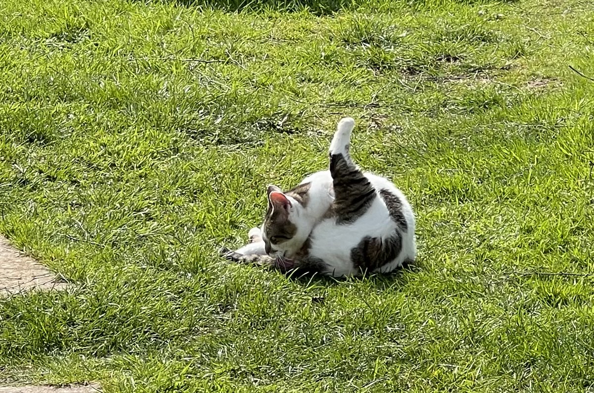 New Start Cat Rescue🐾💜🐾 tweet media